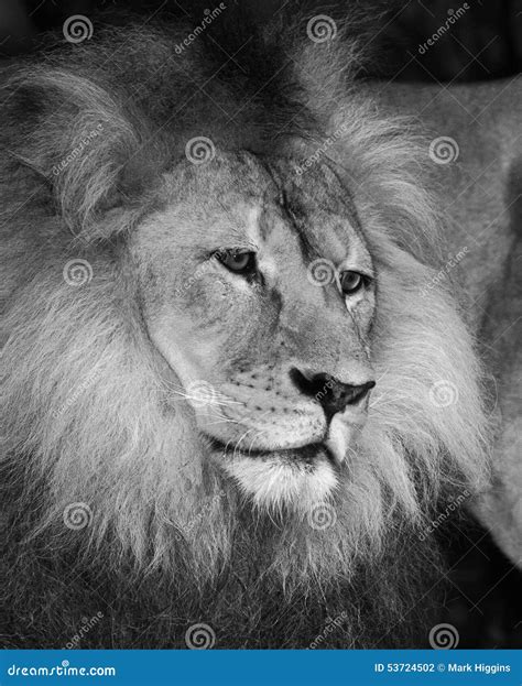 Wise Lion Stock Photo Image Of Lion Animal Hair Mane 53724502