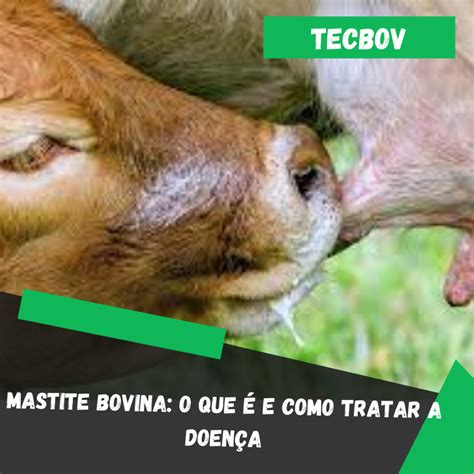 Mastite Bovina O Que E Como Tratar A Doen A Tecbov