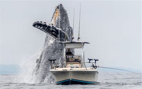 Les Magnifiques Incroyables Et Choquantes Photos D Une Norme Baleine