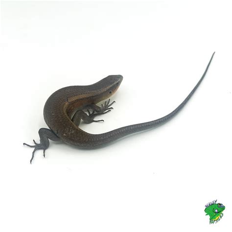 Sun Skink Juvenile To Adult Strictly Reptiles