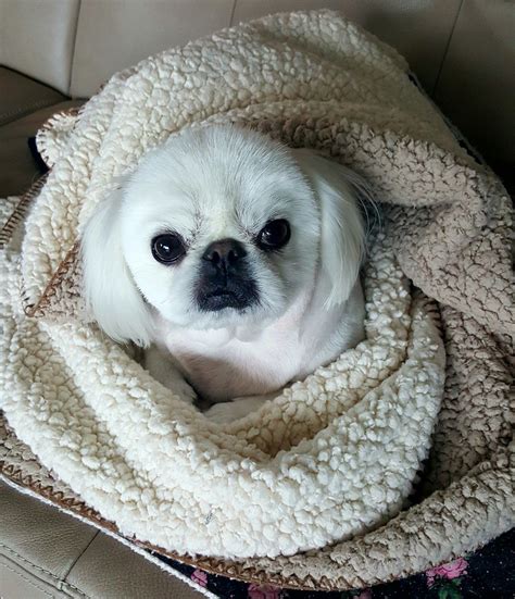 Pin By 현경 송 On Pekingese Pekingese Dogs Cute Puppies Pekingese