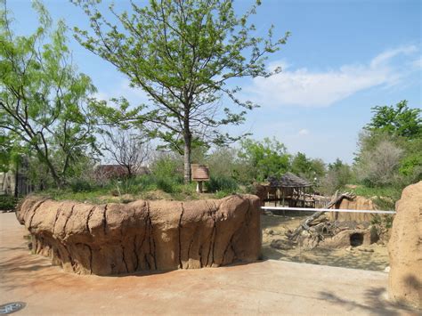 Giants Of The Savanna Donga 2 Warthog Exhibit Zoochat