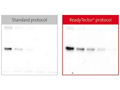 ReadyTector All In One Solution For Western Blotting 720 040 720 120