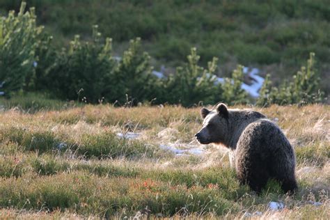 140 Years After Extinction Can Bears Return To Bialowieza