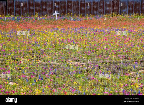 San Antonio Area Springtime Wildflower Blooms, San Antonio,Texas Stock ...