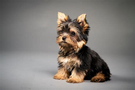 York Częste Choroby Psów Rasy Yorkshire Terrier