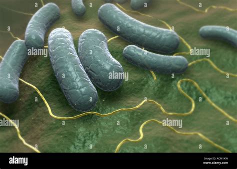 Escherichia Coli E Coli Hi Res Stock Photography And Images Alamy