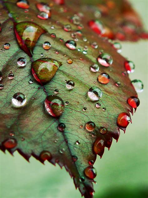 Royalty Free Photo Close Up Photography Of Green Leaf With Water Dew