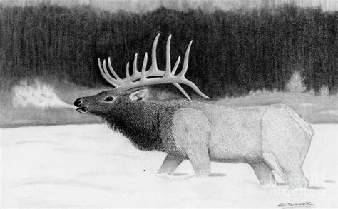 Bull Elk Drawing By George Sonner Pixels