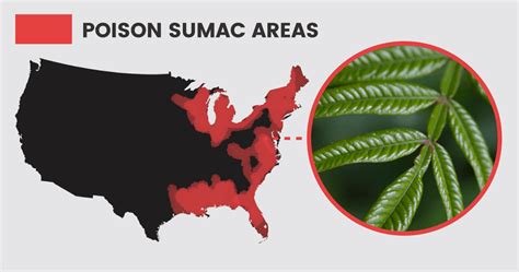 Poison Sumac Symptoms + 5 Natural Treatments - Dr. Axe