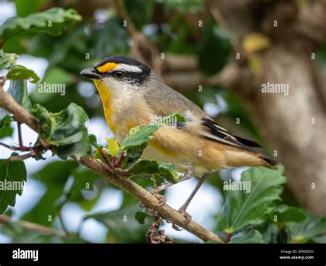 Striated Pardalote Bird Small Yellow Black Grey And White Feathered