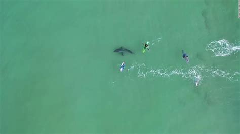 Orcas Ripping Great White Sharks Open Off South Africa Says New Study