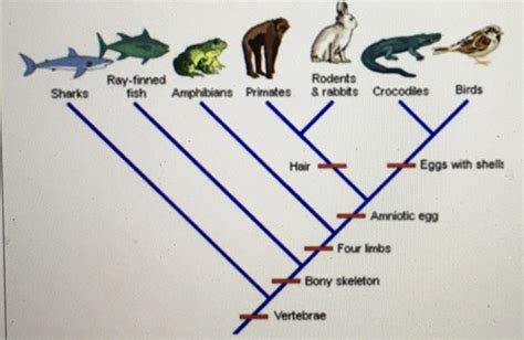 Evolution Flashcards Quizlet