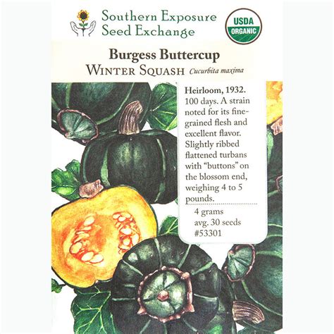 Southern Exposure Organic Burgess Buttercup Winter Squash Grow Organic