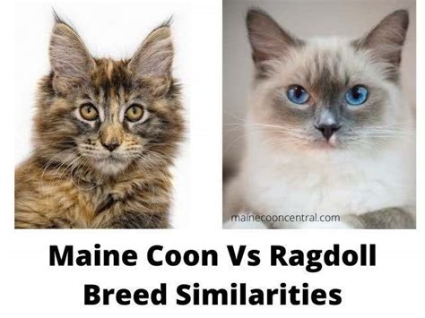 Maine Coon vs Ragdoll – Maine Coon Central