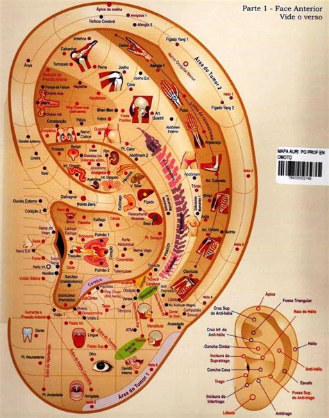 C Pia De Mapa Auriculoterapia Auriculoterapia