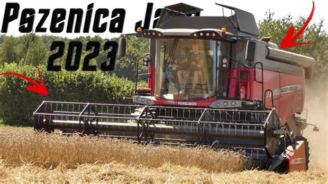 Żniwa Pszenicy Jarej 2023 Massey Ferguson 7370 BETA YouTube