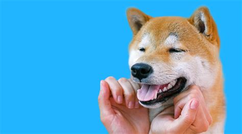 Shiba Inu Ainda Vale A Pena Entenda E Saiba Como Comprar Coinext