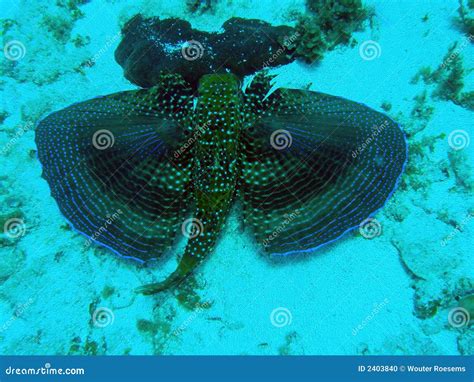 Flying Gurnard Stock Photo Image Of Scuba Dive Coral 2403840