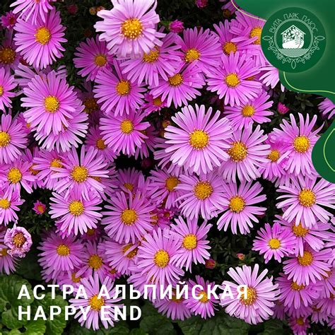 Астра альпийская Happy End - красивое многолетнее растение для сада ...