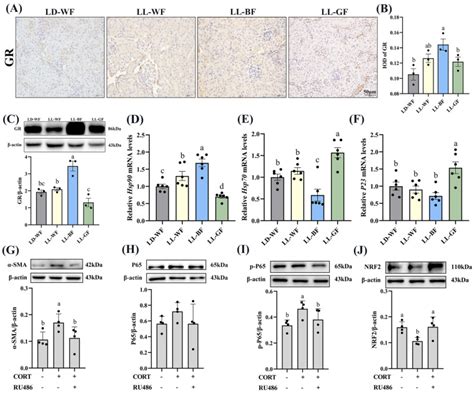 Human Proximal Tubular Cells Hk Atcc Bioz