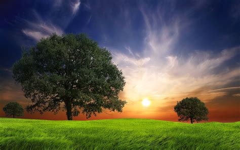 3840x2160 Resolution Green Leaf Tree On Green Grass Field At Sunset