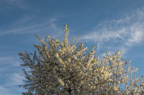 Free Images Tree Nature Grass Branch Blossom Snow Winter Cloud