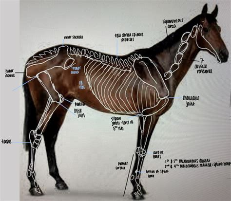 Equine Equine Topography Flashcards Quizlet