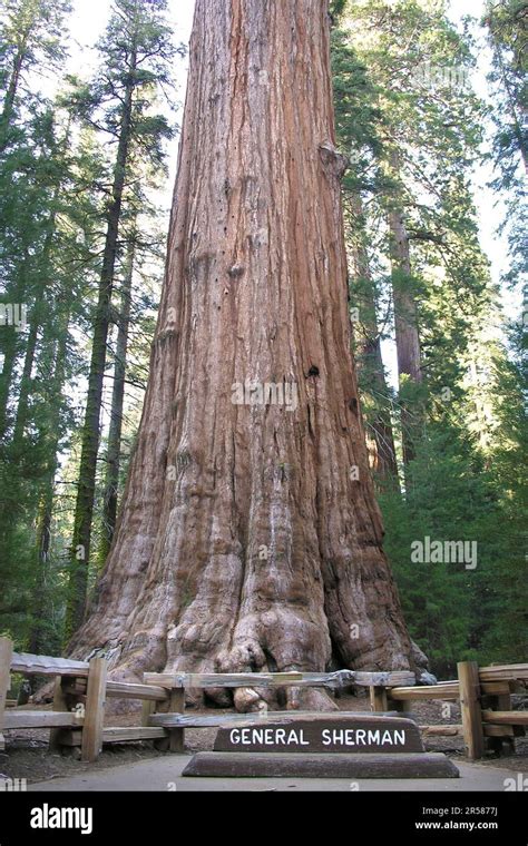 General Sherman Tree Sequoia National Park California United States