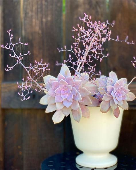 Succycrazy On Instagram Superbum Succulents Succulove