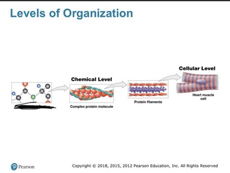 Ch 1 Levels Of Organization Flashcards Quizlet