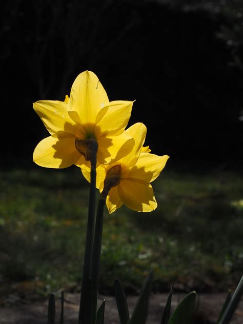 Free Images Flower Petal Spring Botany Yellow Daffodil Flora