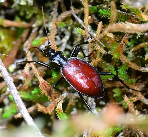 Narrow Collared Snail Eating Beetle From Cowichan Valley Bc Canada On