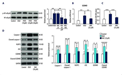 Inhibition Of NF KB Reduced Oxidative Stress Mediated Pyroptosis Via