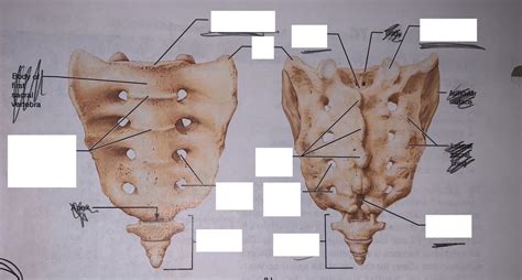 Sacrum And Coccyx Diagram Diagram Quizlet