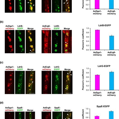 colocalization screening identifying  set   proteins