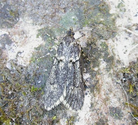 Diurnea Fagella Male Melanic Ukmoths