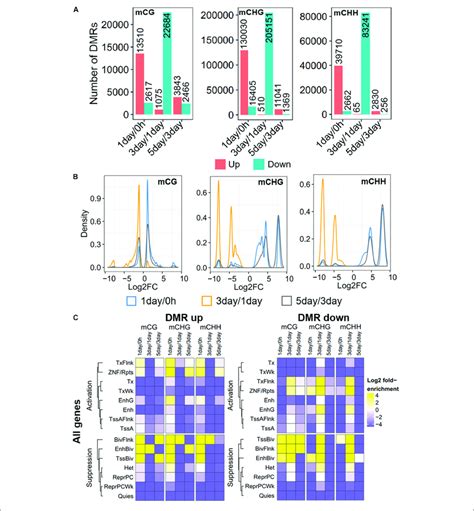 Distribution And Annotation Of Differentially Methylated Regions A