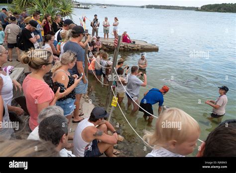 Dolphin Feeding In The Tin Can Bay In Australia Stock Photo Alamy