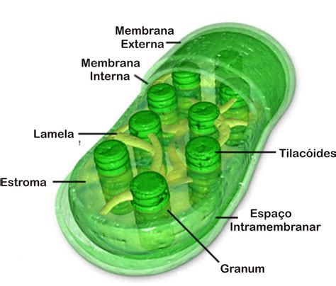 Cloroplastos Funciones - Riset