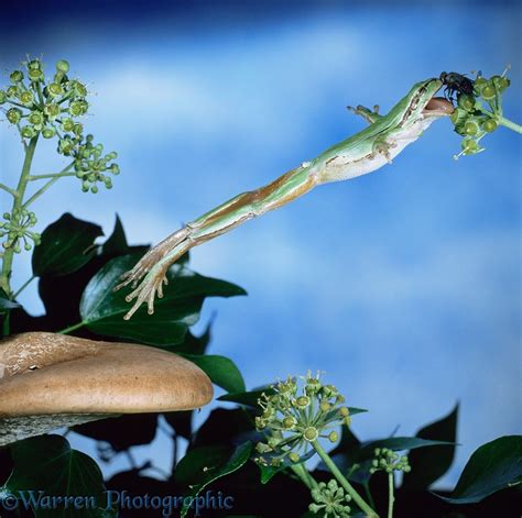 European Tree Frog Leaping To Catch Fly Photo Wp