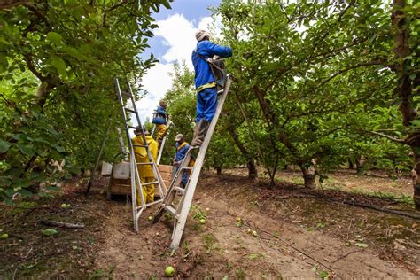 Why Hiring Seasonal Farm Workers From Uganda Is The Best Option For