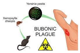 Yersinia Pestis Bacterium Causes History Lesson Study