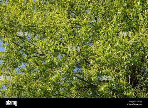 Salix fragilis, Crack willow Stock Photo - Alamy