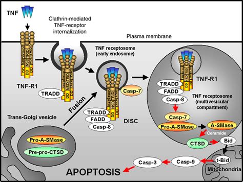 Caspase‐8 And Caspase‐7 Sequentially Mediate Proteolytic Activation Of