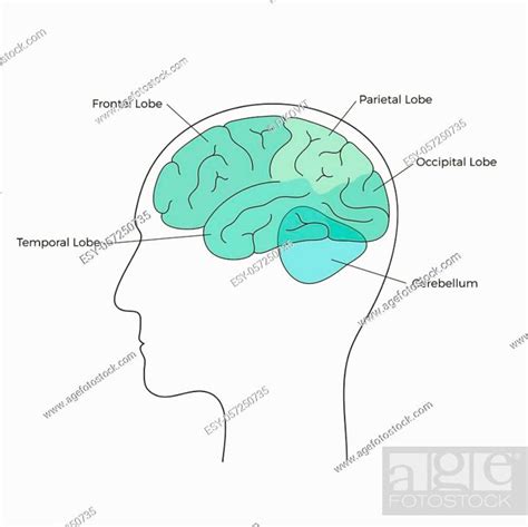 Vector Isolated Illustration Of Human Brain Anatomy Occipital Frontal