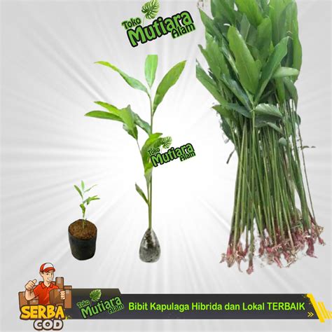 Jual Bibit Kapulaga Hibrida Dan Lokal Terbaik Mutiara Alam Shopee