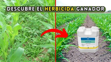 El Mejor Herbicida para el Cultivo de Maíz Descubre el Herbicida