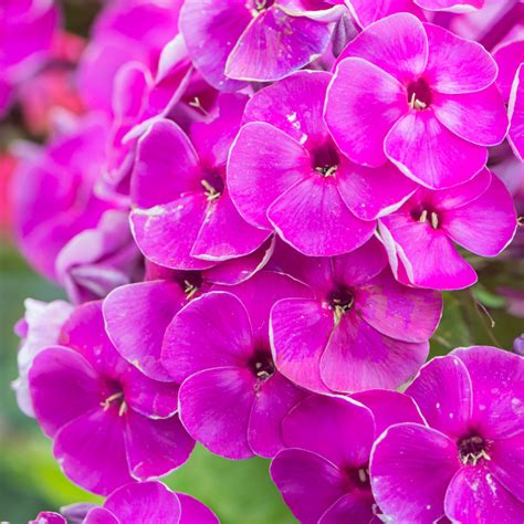 Szk Ka Bylin Dobrepole Phlox Paniculata Mauve P Omyk Wiechowaty