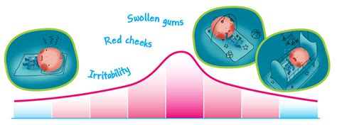 Baby Teething Timeline | Camilia Teething Drops